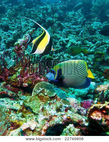 Moresco idoli ((Zanclus cornutus) e imperatore pesci angelo (Pomacanthus imperator) Indonesia