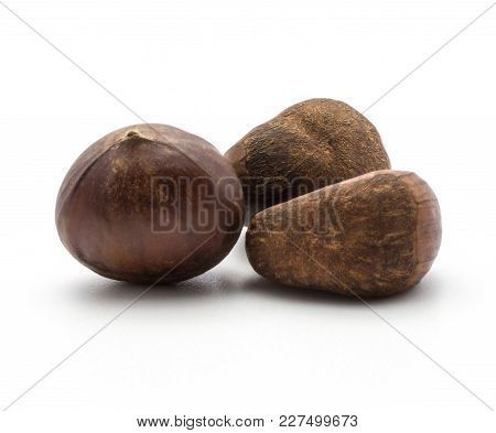 European Chestnuts Spanish Edible Isolated On White Background Group Of Three Raw Fresh Brown Nuts