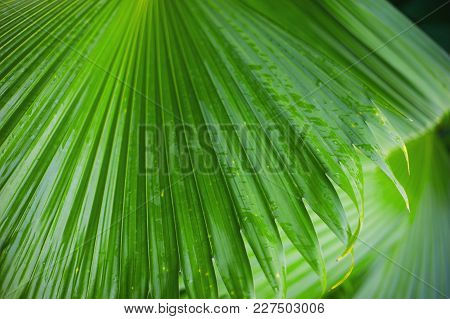 Palm Leaves Background, Beautiful Tree Horizontal Photo , Palm Sunday Symbol