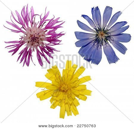 fiori di prato isolati