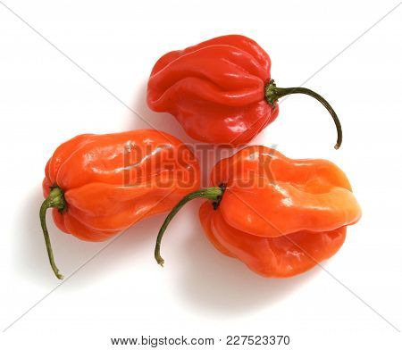 Scotch Bonnet Hot Peppers Isolated On White.