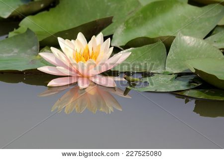 Pink Water Lily In Pond