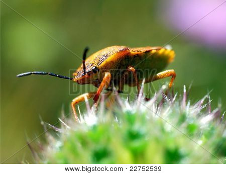 甲壳虫中国真蝽 rufipes