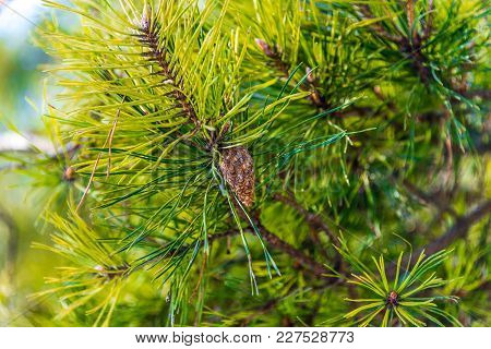 Cones On The Fir Branch In The Woods In The Bright Sun