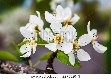 A Pear Tree With White Flowers, A Bright Spring Day