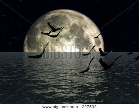 Les oiseaux 3
