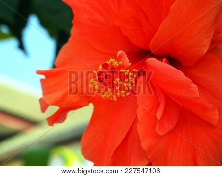 Close-up Image Of Vibrant Red Hibicus Flower