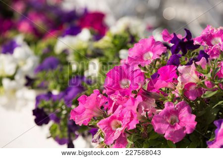 Flowers Of White And Pink Petunias Outdoors In A Flowerbed, Close-up