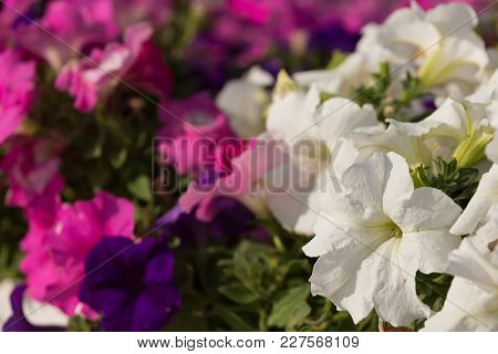 Flowers Of White And Pink Petunias Outdoors In A Flowerbed, Close-up