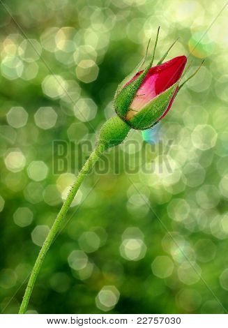 bocciolo di rosa