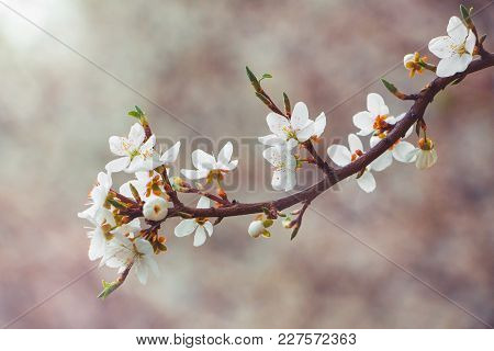 Cherry Branch With White Flowers On A Dark Background, Early Spring