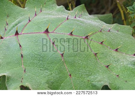 Naranjilla (solanum Quitoense). Called Lulo Also. Close Up Image Of Leaf