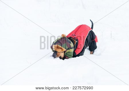 Cute Dog (puppy), Breed Dachshund Black Tan,in Clothes In A Hat Playing With A Ball On  The Snow, Di