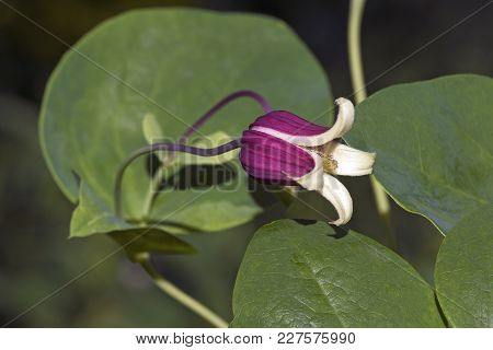 Whiteleaf Leather Flower