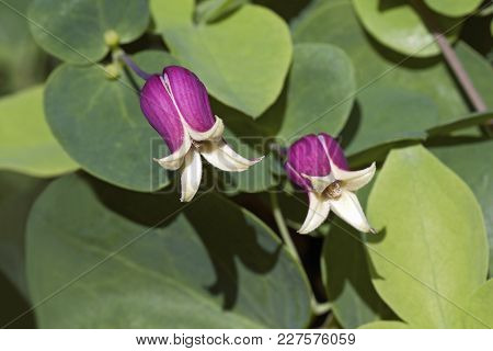 Whiteleaf Leather (clematis Glaucophylla). Close Up Image Of Flowers