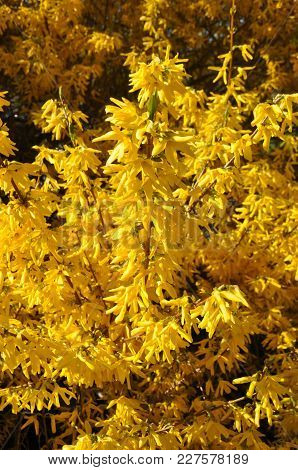 Blooming Yellow Forsythia Shrub Detail. Spring Flowering Garden Shrub Closeup.