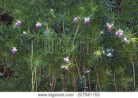Desert Willow Tree With Fruits And Flowers (chilopsis Linearis)