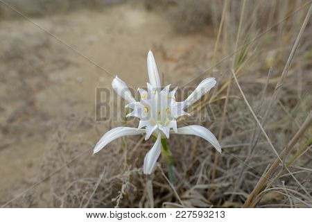 Sea Daffodil, Wild And In Its Natural Environment.  Late Summer Shot Of This Beautiful White Lilly T