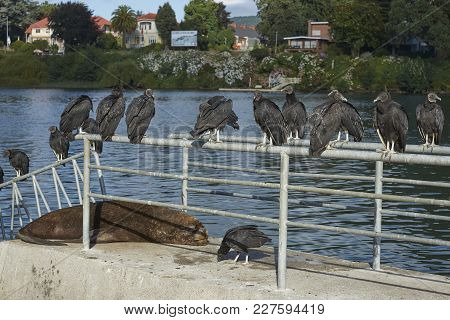 Black Vultures (coragyps Atratus) Perched On Railings Above Southern Sea Lions (otaria Flavescens) L