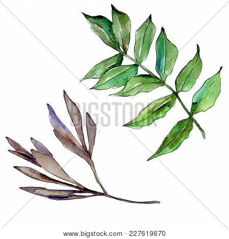 Ash Leaves In A Watercolor Style Isolated. Aquarelle Leaf For Background, Texture, Wrapper Pattern, 