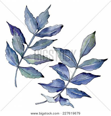 Ash Leaves In A Watercolor Style Isolated. Aquarelle Leaf For Background, Texture, Wrapper Pattern, 