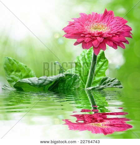 Gerbera