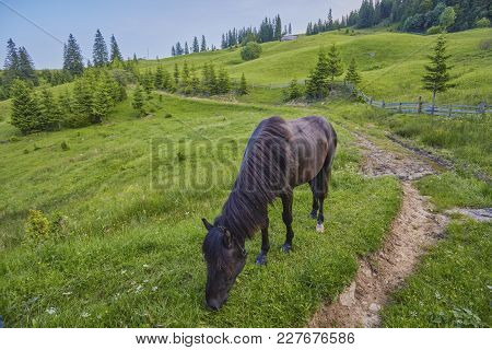 Horse Grazing In A Meadow Ukrainian Carpathian Mountain Valley. Early Misty Morning
