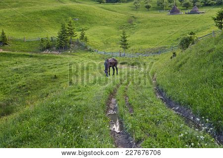 Horse Grazing In A Meadow Ukrainian Carpathian Mountain Valley. Early Misty Morning