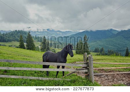 Horse Grazing In A Meadow Ukrainian Carpathian Mountain Valley. Early Misty Morning
