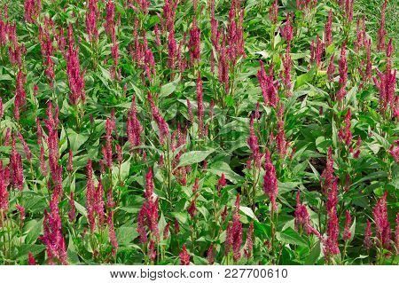 Cockscomb Flower Or Celosia Cristata Flower In The Garden .