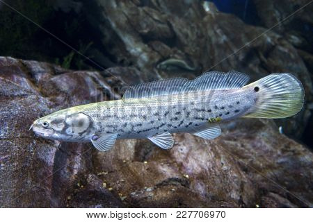 The Bowfin, Amia Calva,- 