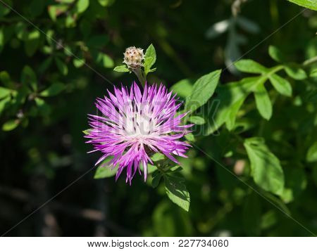 Flower Of Persian Or Whitewash Cornflower, Centaurea Dealbata, Close-up, Selective Focus, Shallow Do