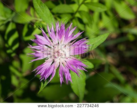 Flower Of Persian Or Whitewash Cornflower, Centaurea Dealbata, Close-up, Selective Focus, Shallow Do