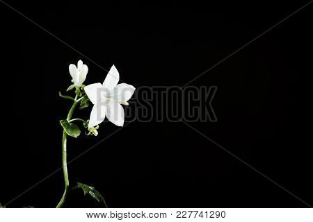 White Campanula Flower On A Black Background