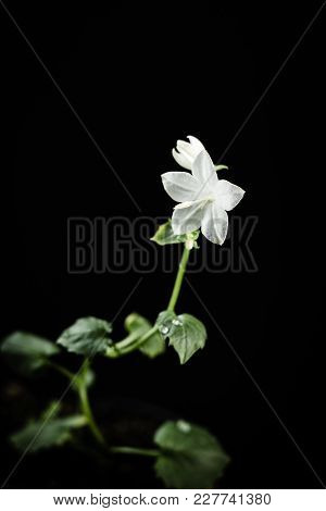 White Campanula Flower On A Black Background