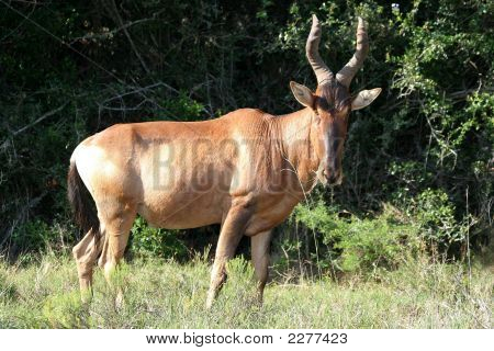 Hartebeest rojo 2
