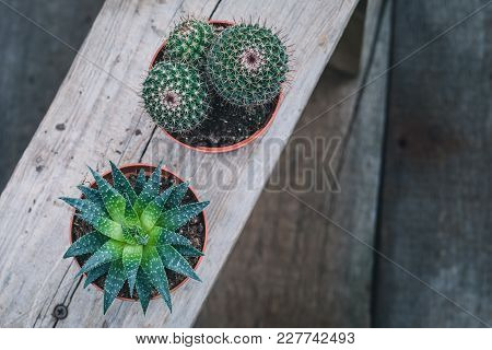 Green Cacti On Rustic Wooden Background. Toned Vintage. Flat Lay