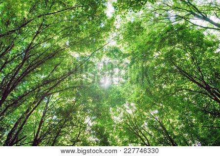 Dense Trees In The Forest, Looking Up, Sunny Summer Day, Nice Weather