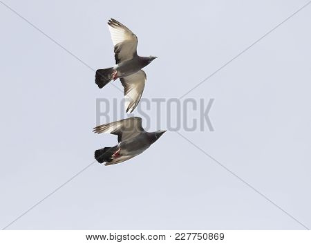 Two Homing Pigeon Brid Flying Over Sky