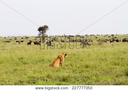 East African Lionesses (panthera Leo), Genus Panthera, Listed As Vulnerable, With 
Zebras (equus) An