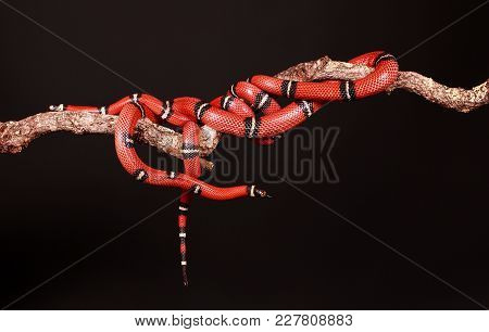 Two Red Snakes Are Entwined On A Limb In The Studio