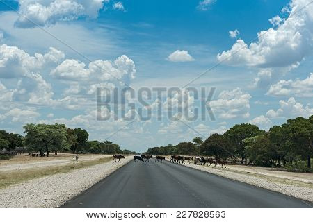 Rundu, Namibia-november 26, 2017: A Small Herd Of Cows Crosses The B8 Road South Of Rundu, Namibia