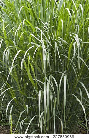 Dallas Blues Switch Grass