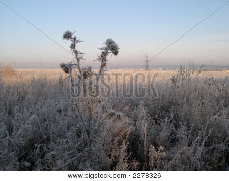 Frozy mattina nei campi