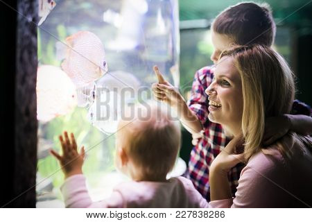Family Watchig Fishes At A Big Aquarium