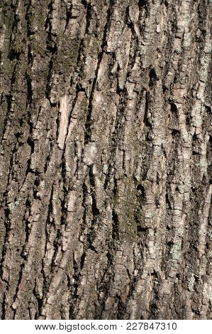 Closeup Of Dry Bark Of Black Poplar