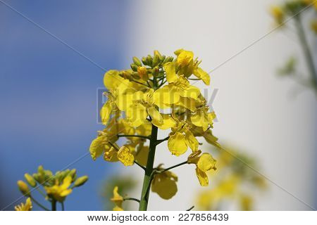 Rape Seed Close Up On A Sunny Day