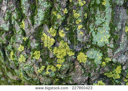 Xanthoria Parietina Lichen And Moss On Tree Bark