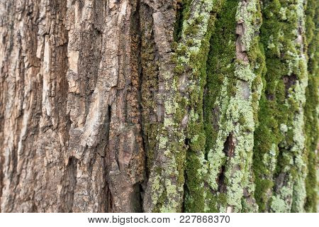 Trunk Half Covered With Moss And Lichen