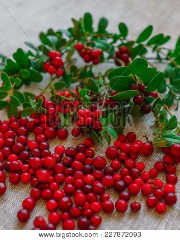 Berries Of Red Cowberry Along With Twigs With Green Leaves.